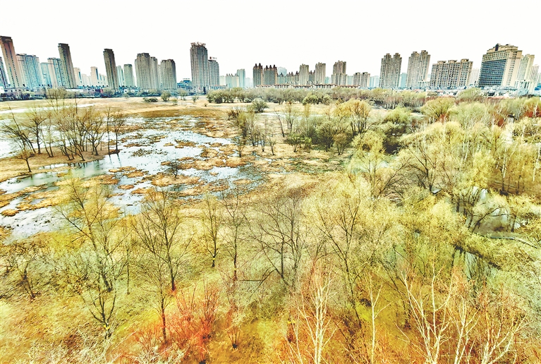 濕地好風光