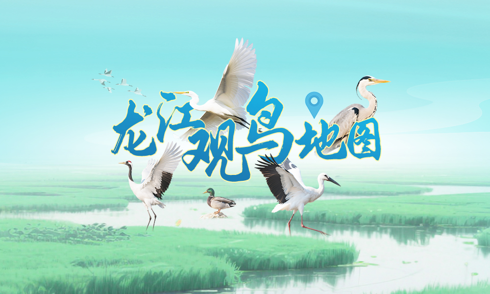 包出片,！黑龍江這些“觀鳥勝地”等你來
