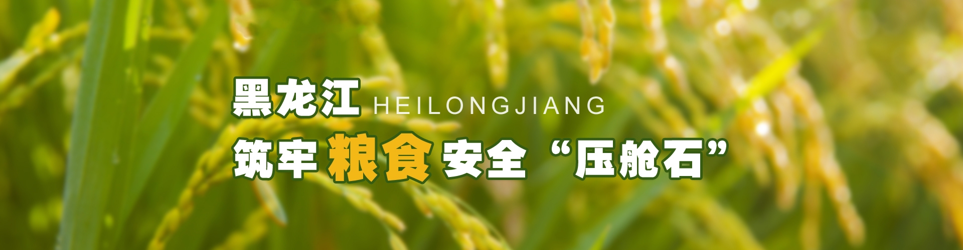 黑龍江筑牢糧食安全“壓艙石”